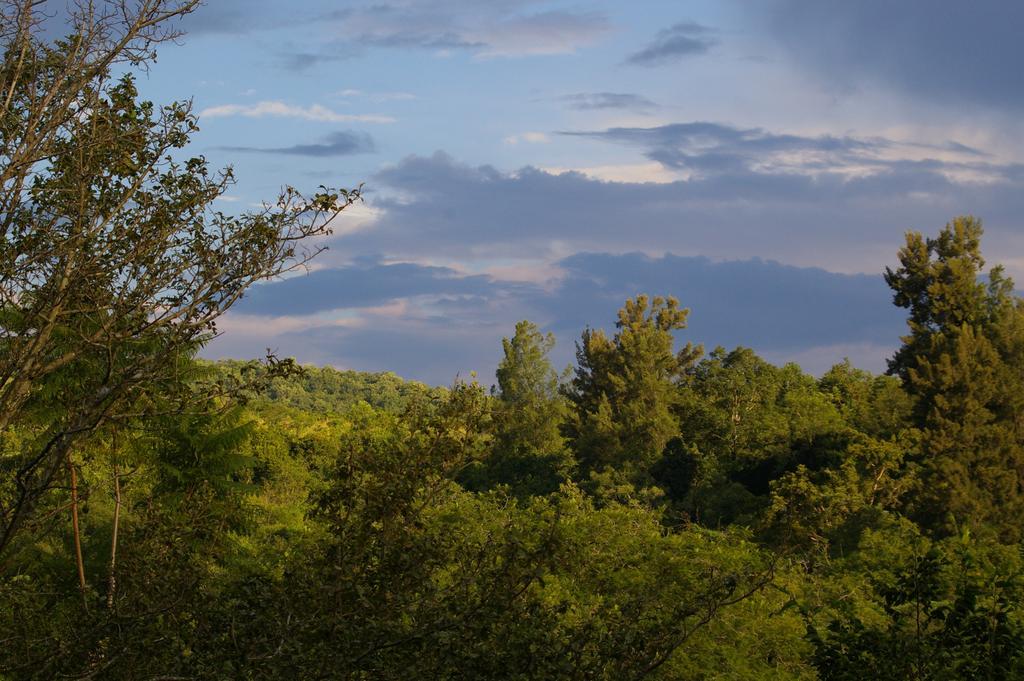 Bush Baby Glen Villa Хейзивю Стая снимка